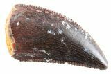 Serrated Raptor Tooth - Real Dinosaur Tooth #364804-1